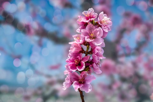 Free Selective Focus Photo of Pink Cherry Blossoms in Bloom Stock Photo
