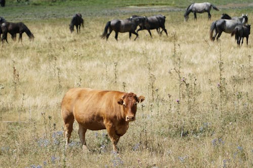 Free Photo of a Brown Cow on a Green Grass Field Stock Photo