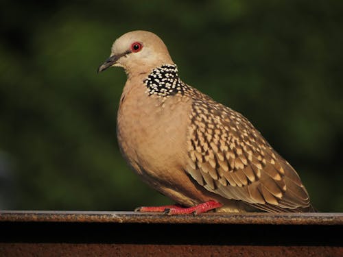 城市鳥類, 斑鳩 的 免費圖庫相片