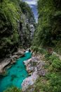 Green River Between Green Trees