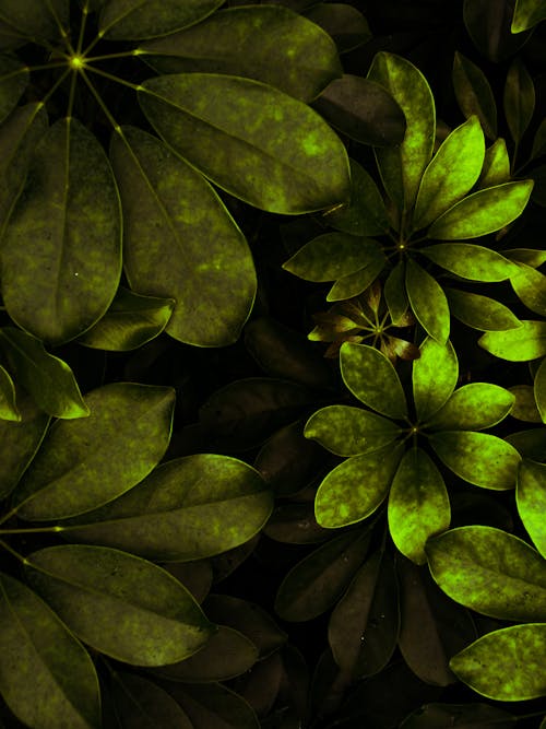 Close-up of Green Leaves of an Exotic Plant 