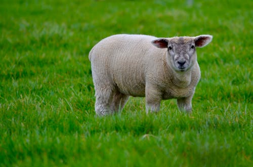 Photo of a White Sheep on Green Grass