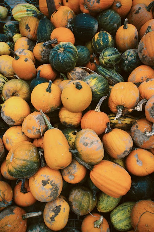 Fresh Harvest Pumpkins 