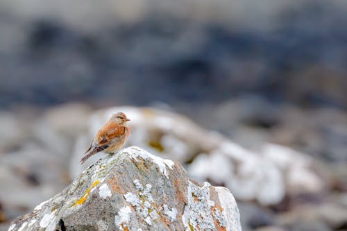 Foto stok gratis alam, binatang, birding