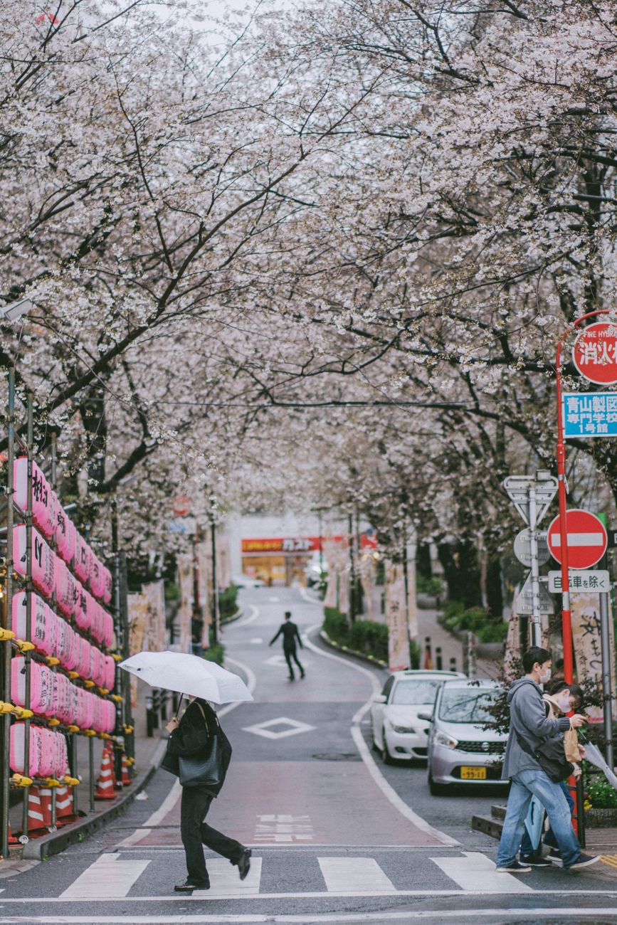 桜が見られるおすすめ名所