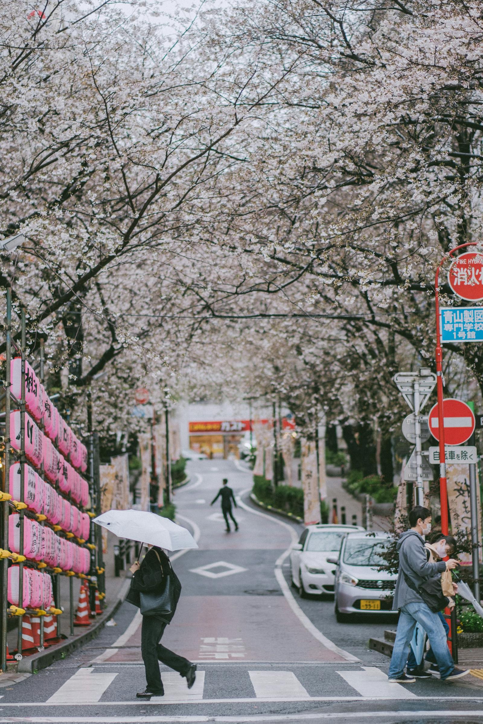 tokyo cherry blossom