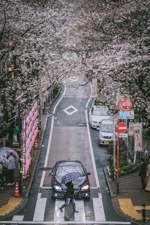 From above of car parked at zebra crossing near anonymous walking woman amidst blooming cherry trees in Shibuya district of Tokyo