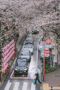 Springtime cherry blossoms over a bustling Japanese street, featuring cars and crosswalk.