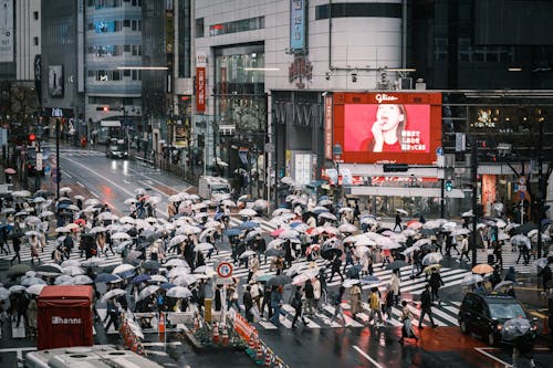 People Holding Umbrellas while Crossing a Pedestrian Lane