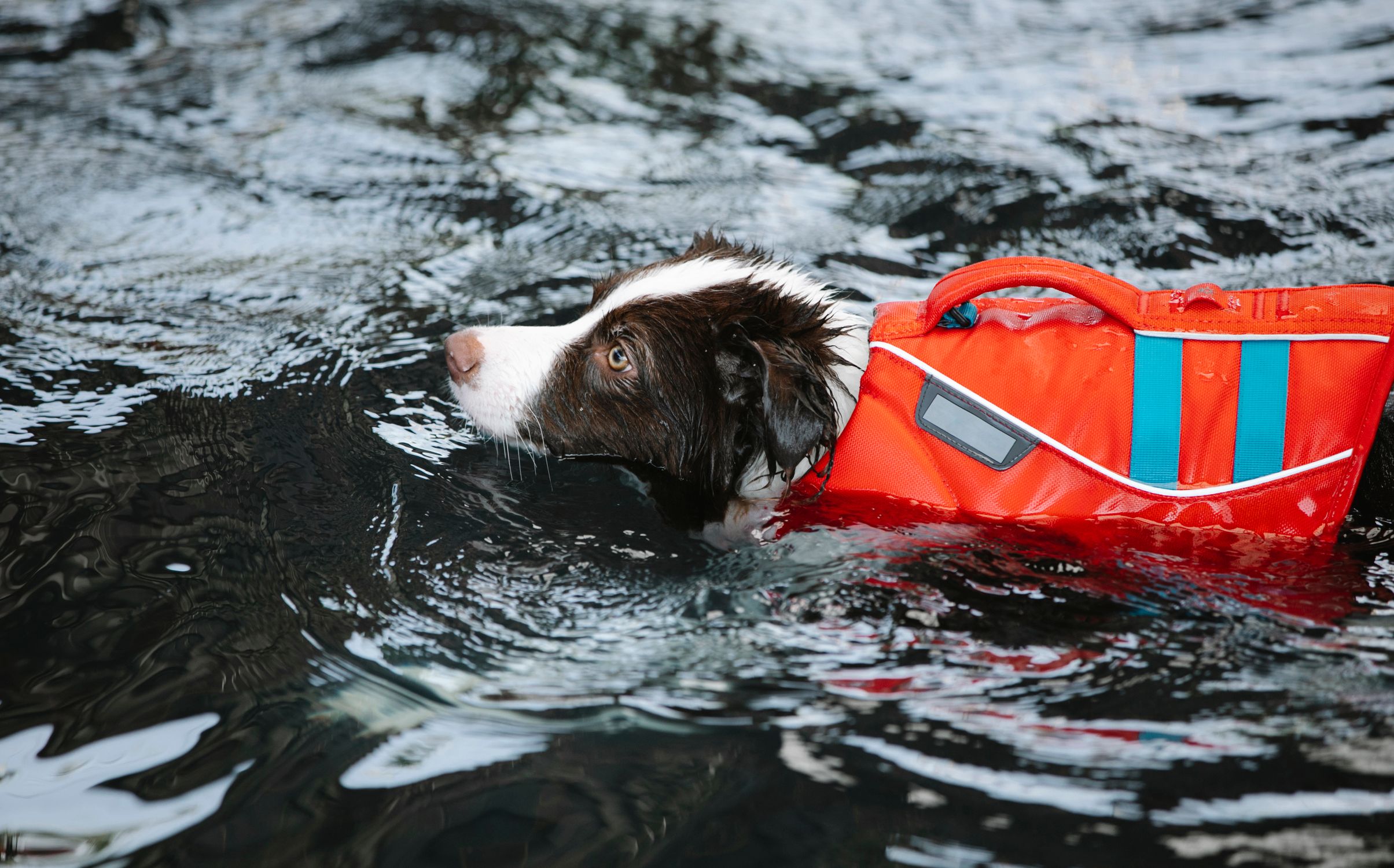 Side view of smart dog with brown and white fur swimming in rippling water in life jacket