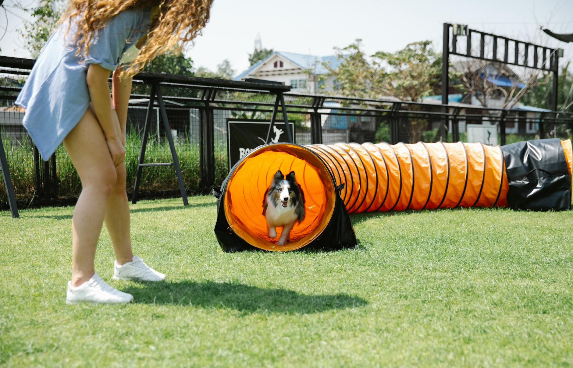 Crop woman in casual clothes looking down at funny dog running through playing tunnel during training on green field