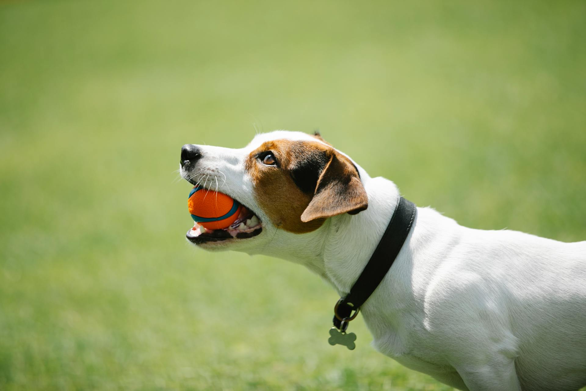 Sidovision av bedårande Jack Russel terrier i svart krage med metall ben hålla leksak i tänder på suddig bakgrund av grön gräsmatta i parken