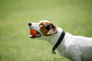 Side view of adorable Jack Russel terrier in black collar with metal bone holding toy in teeth on blurred background of green lawn in park