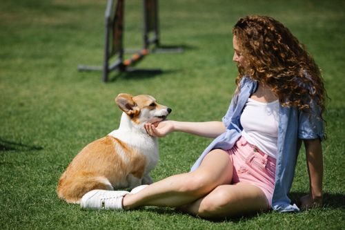 Free Caring female in casual clothes sitting on green lawn and stroking dog of Welsh Corgi Pembroke breed on sunny day in summer Stock Photo