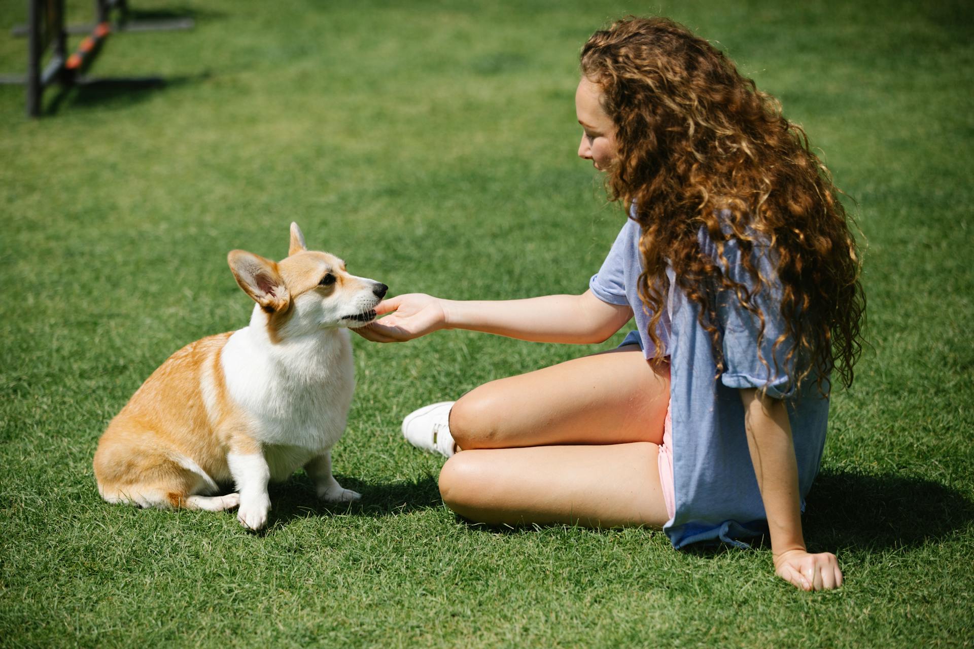 Side view of young female in casual clothes stroking Welsh Corgi Pembroke while resting on green lawn in summer