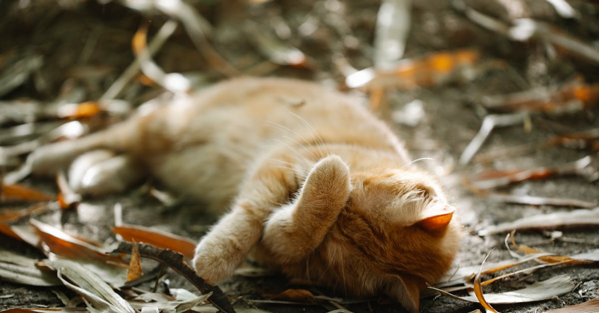 Ginger cat sleeping on ground in autumn