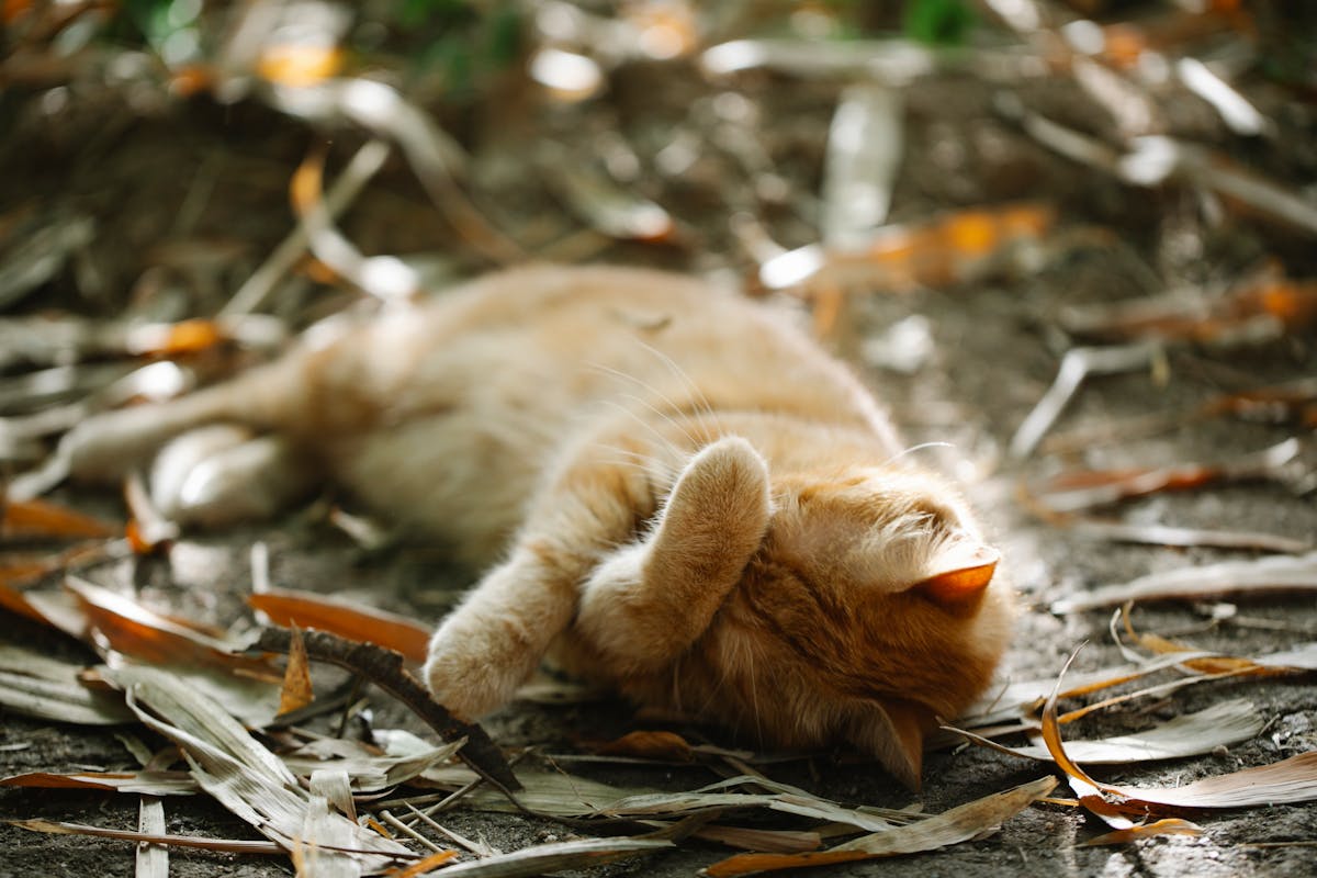 Ginger cat sleeping on ground in autumn