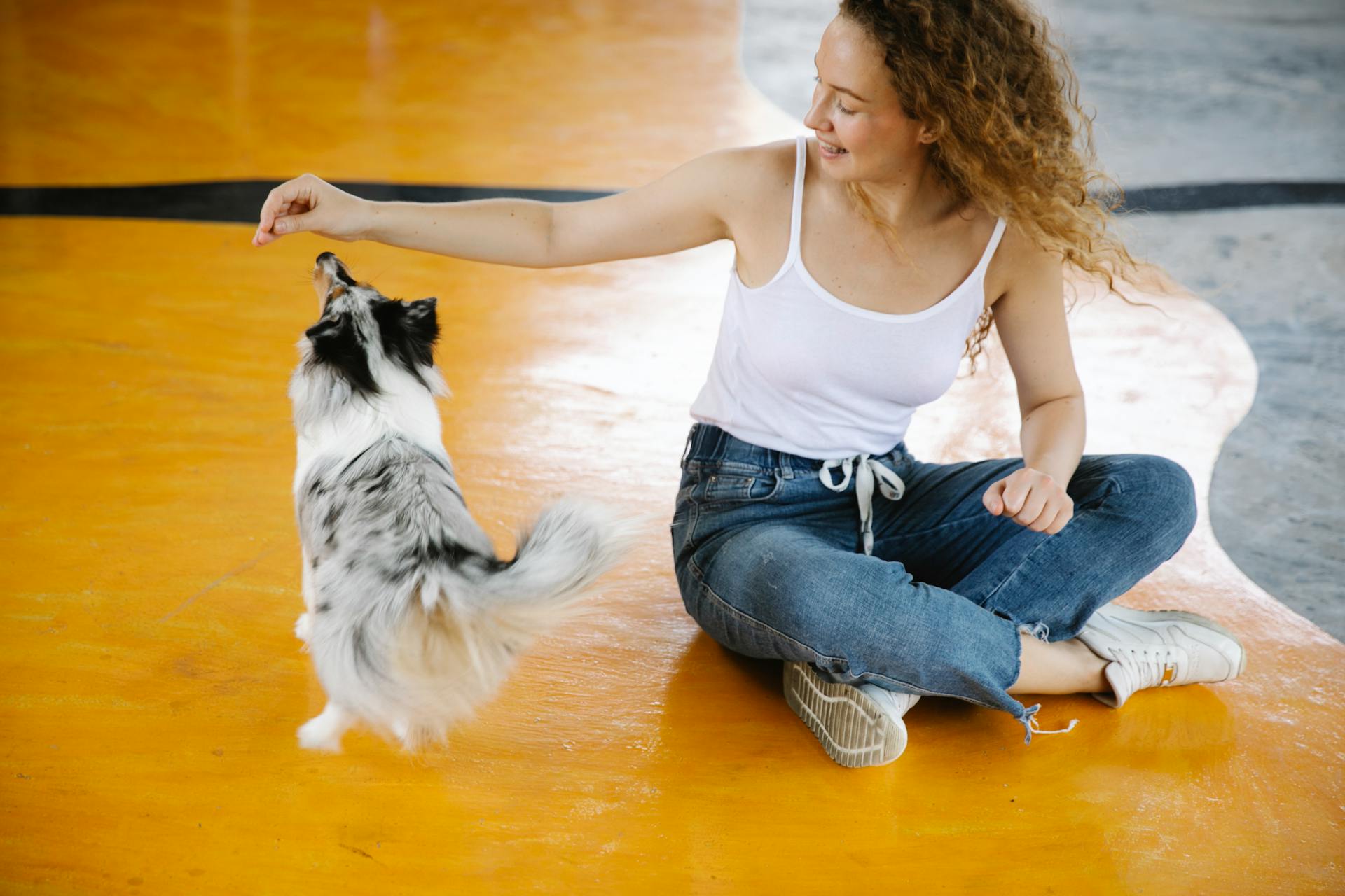 Crop female in casual clothes sitting on floor and playing with adorable shetland sheepdog while spending time in modern gym