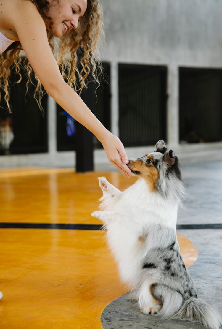 Smiling Woman Training Cute Sheltie Dog