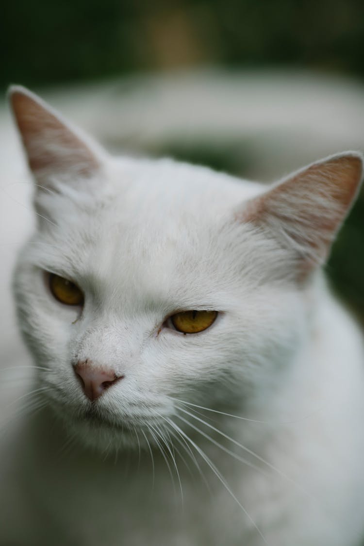 White Cat With Yellow Eyes And Pink Nose