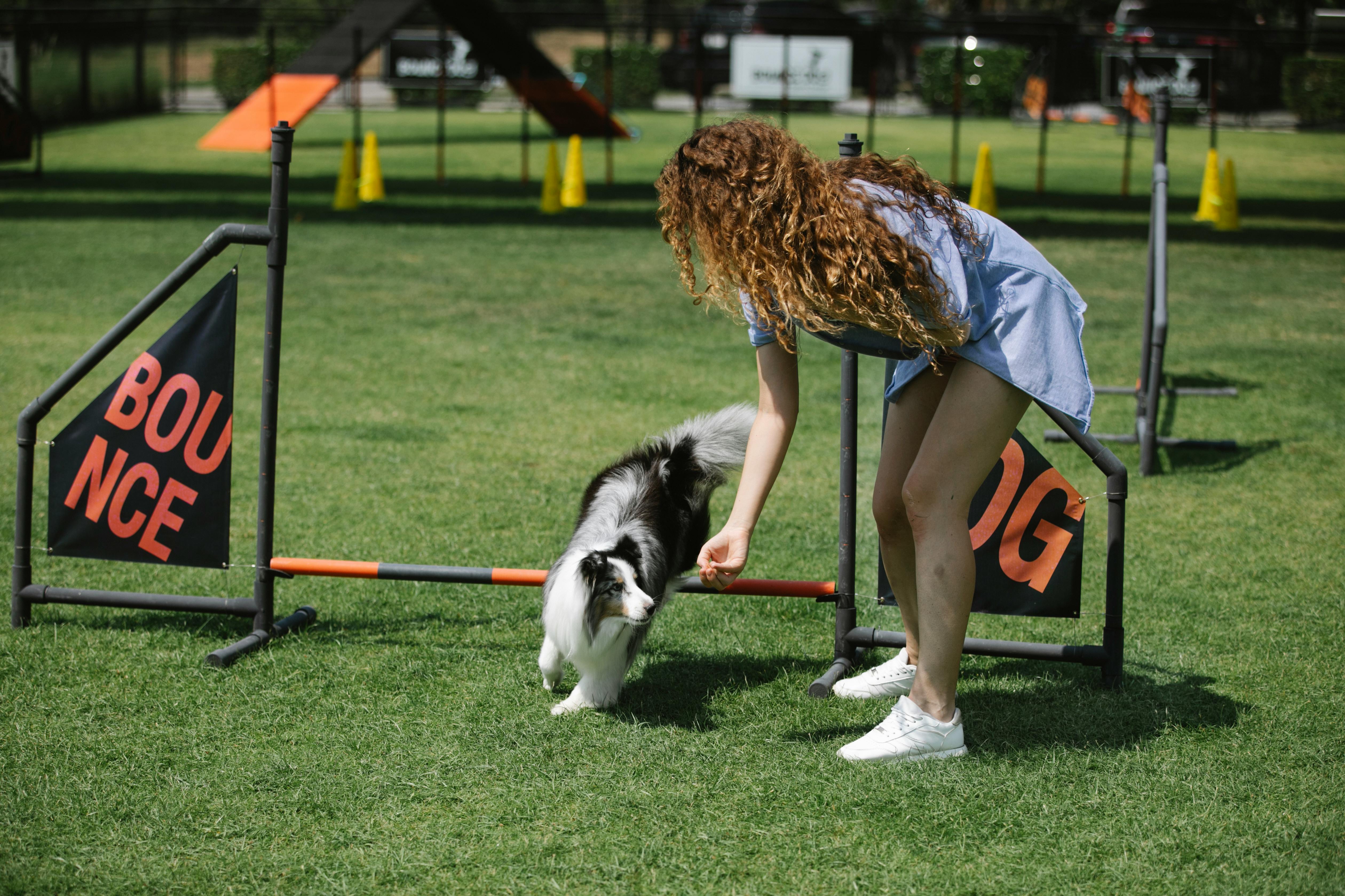 Active female owner with long curly hair training sheltie on equipped sports field covered with green turf grass on sunny day in summer