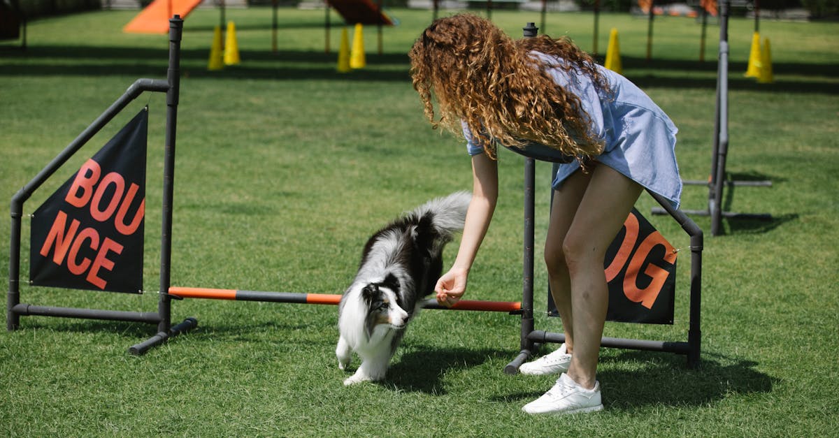Active female owner with long curly hair training sheltie on equipped sports field covered with green turf grass on sunny day in summer