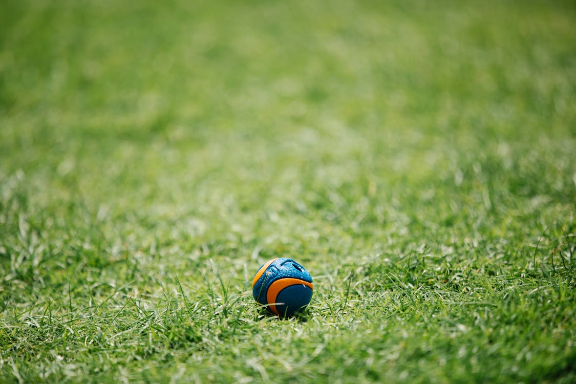 Free Blue and yellow ball on green grass Stock Photo