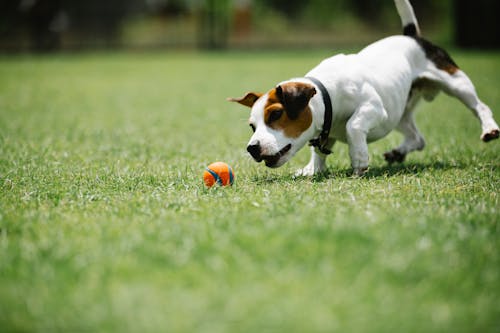 Ground level of small purebred dog having fun with ball on green meadow in summer
