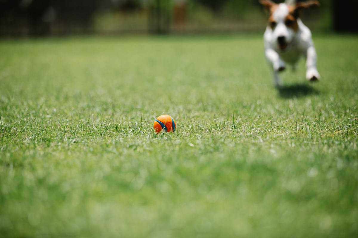 Fast purebred dog running on meadow with ball