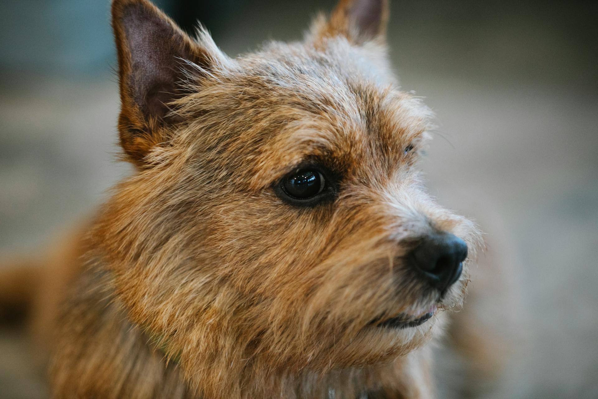 Closeup of adorable small purebred dog with brown coat and eyes looking away in daylight on blurred background