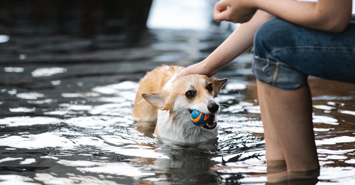 Dogs Take Over the Pool: Carrollton's Annual Pooch Pool Party Returns September 12
