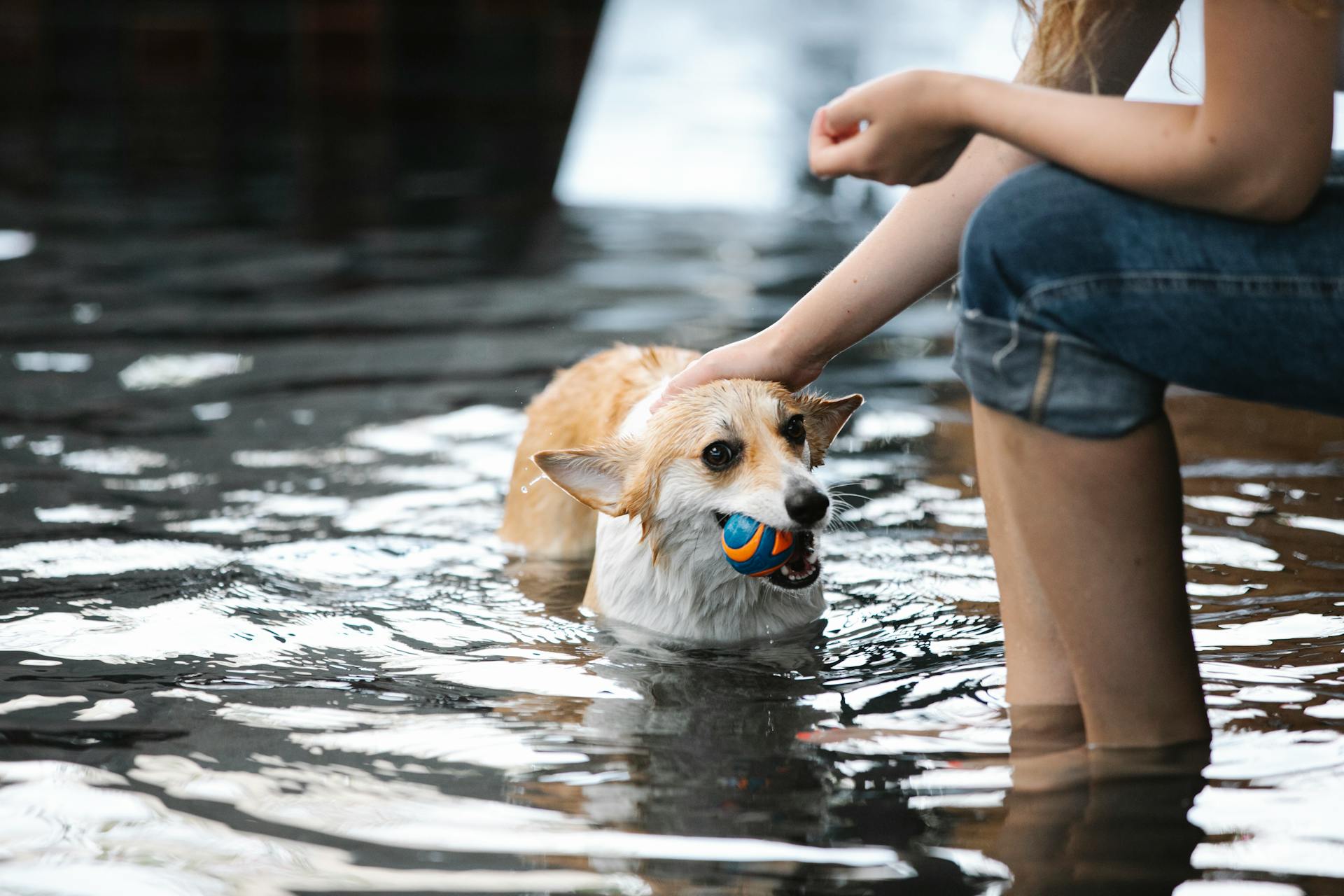 Side view of crop anonymous female stroking purebred dog with ball in mouth in pool with shiny water