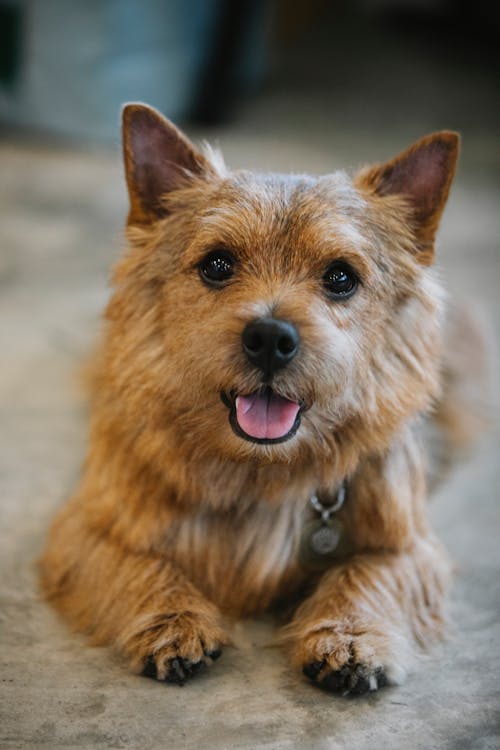 Free Norwich Terrier with pendant resting in daytime Stock Photo