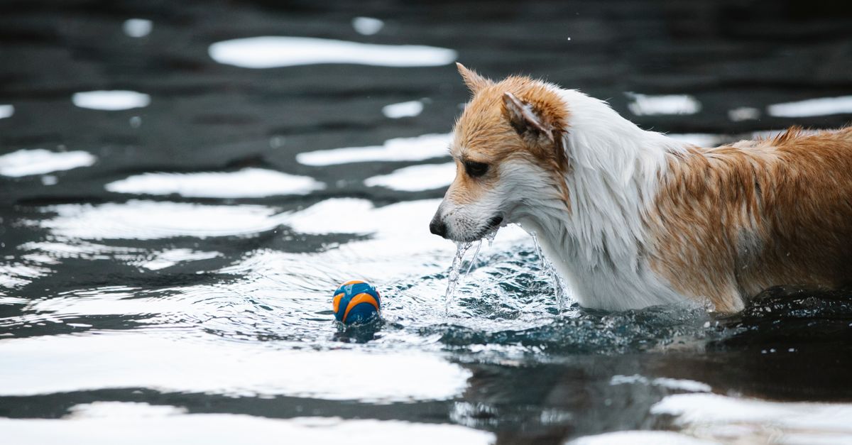 Last Splash of Summer: Flower Mound's Doggie Dive Gives Dogs Their Day at the Water Park
