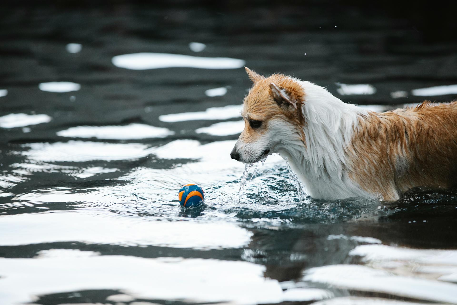 Chien de race pure avec une fourrure mouillée jouant avec une petite balle dans une piscine avec de l'eau brillante