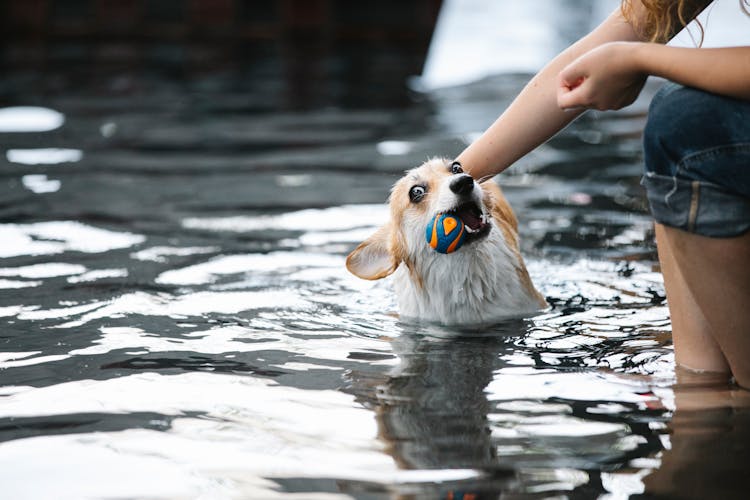 Faceless Woman Stroking Playful Dog With Ball In Pool