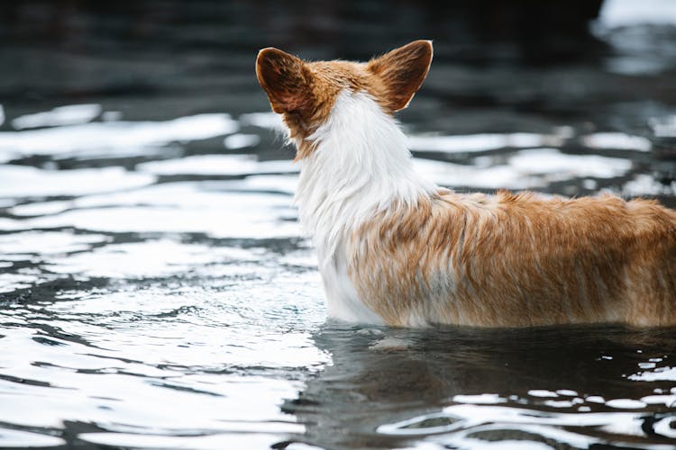 Welsh Corgi Pembroke In Swimming Pool With Shiny Water