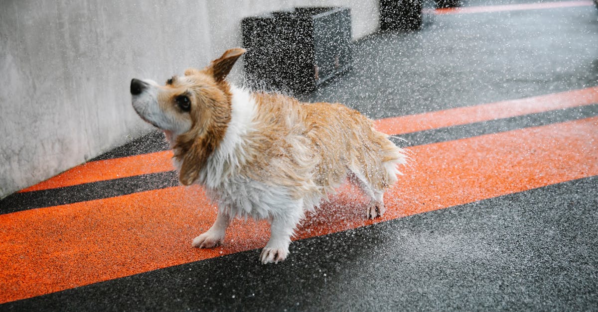 Purebred dog shaking off water on walkway