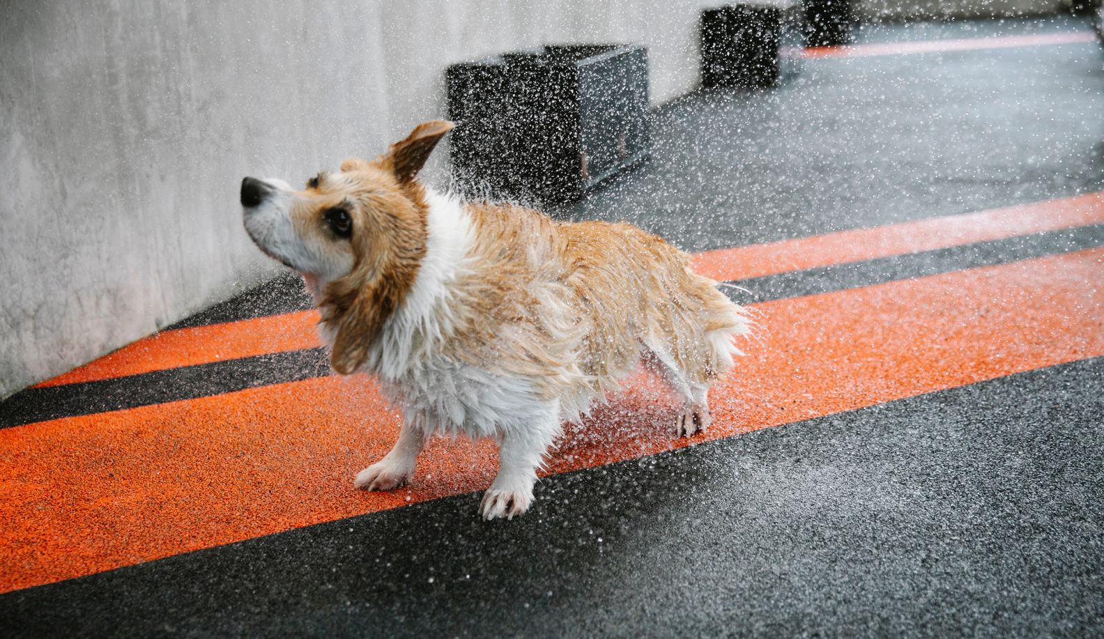 Dog Acting Weird After Grooming 5 Common Signs & Solutions