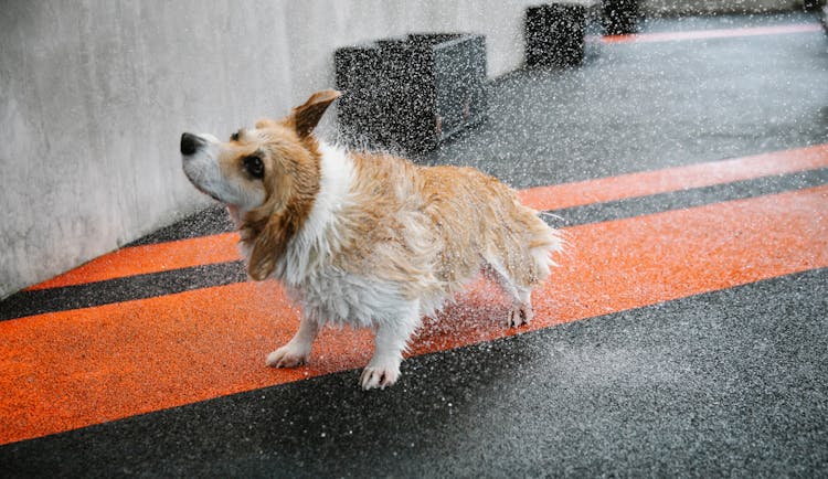 Purebred Dog Shaking Off Water On Walkway