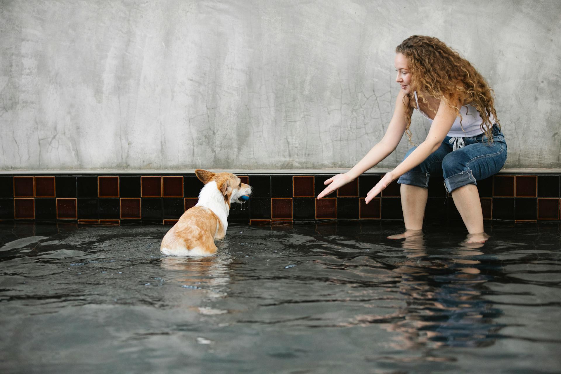 Adult female taming purebred dog with ball while looking at each other in rippled pool on gray background