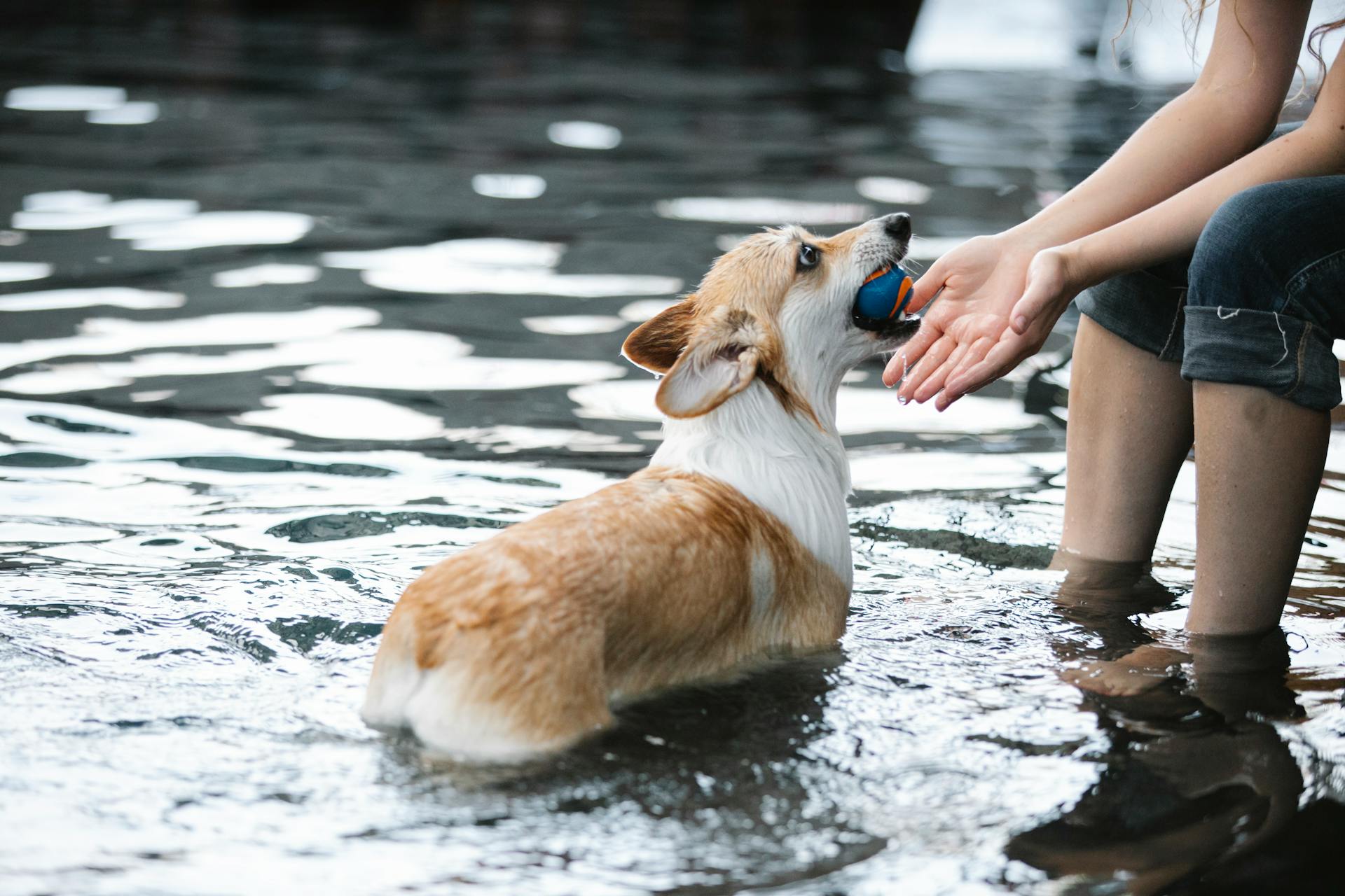 Side view of crop unrecognizable female taming purebred dog with ball in mouth in swimming pool with shiny water