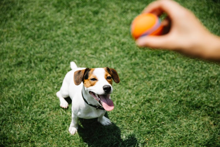 Crop Owner With Ball Taming Purebred Dog On Lawn