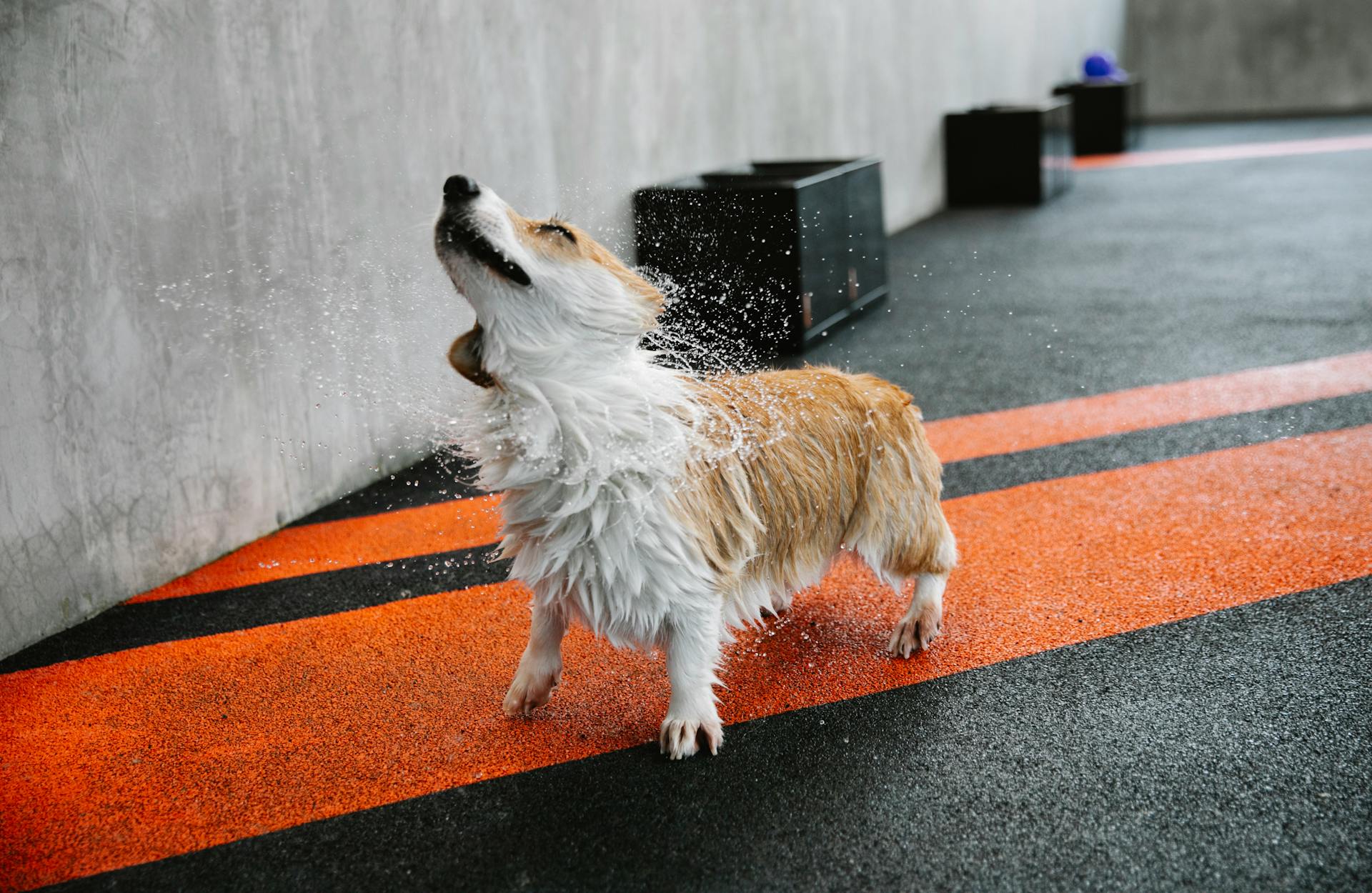 En liten renrasig hund med våt päls som skakar av sig vatten på en gångväg med markeringslinjer.