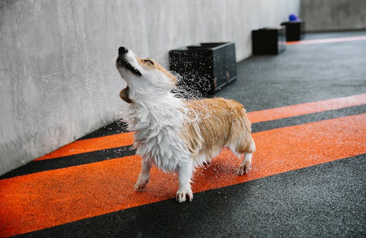 Welsh Corgi Pembroke Shaking Off Water On Pavement