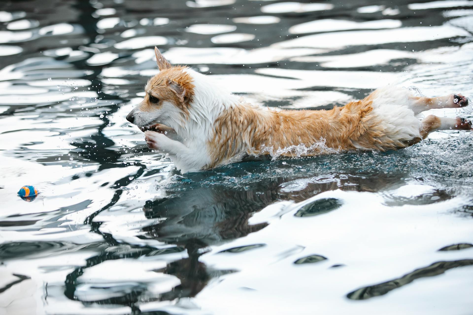 Welsh Corgi playing with ball in swimming pool