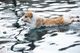 Victor and Ray the cocker spaniel — Service dog training for in-cabin flight (PSD)