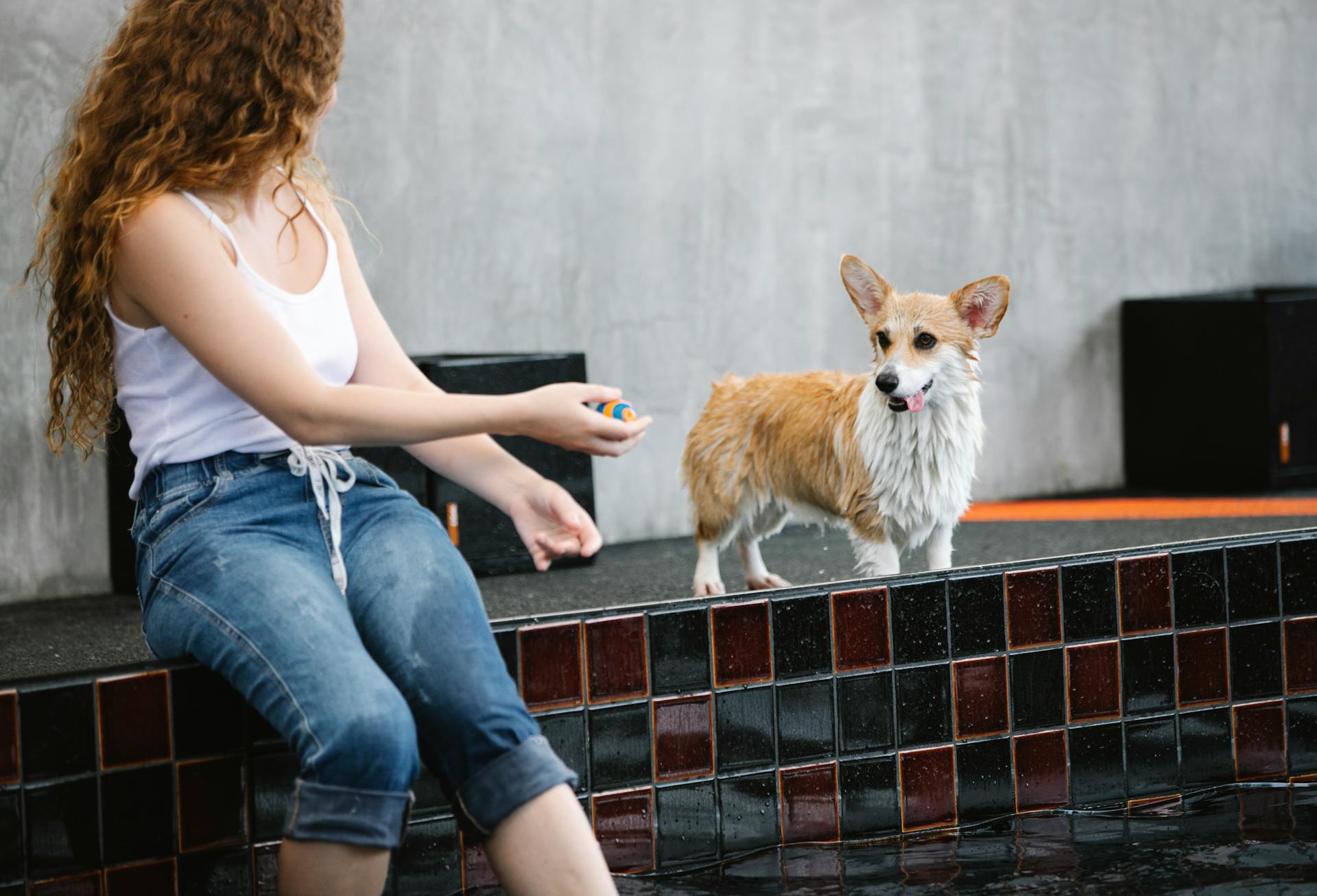 Crop unrecognizable female with small ball teaching Welsh Corgi Pembroke with tongue out against pool on gray background