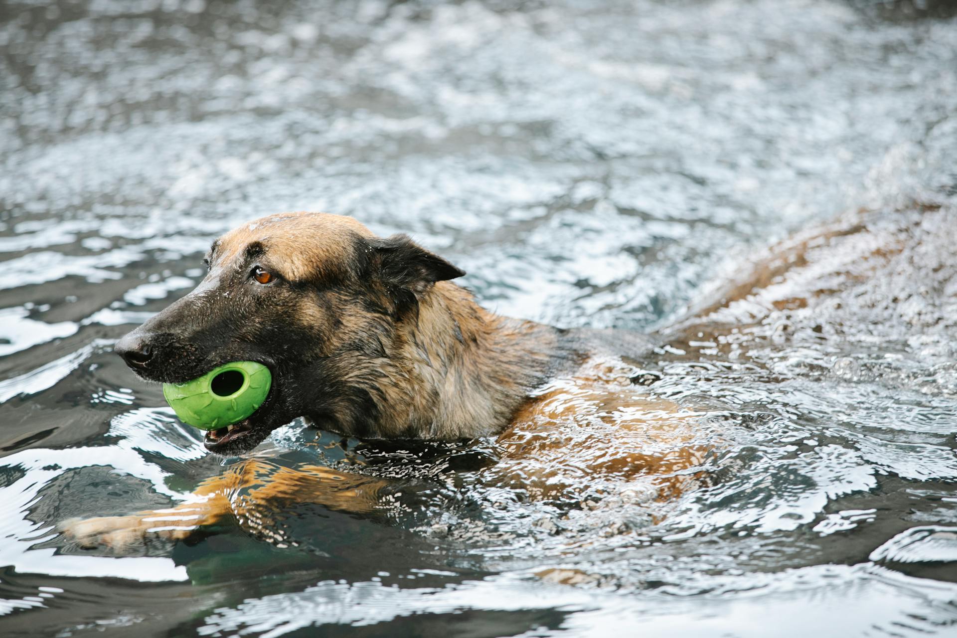 Un berger allemand avec une balle nageant dans une piscine.