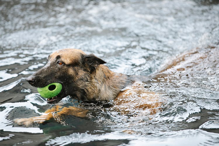 German Shepherd With Ball Swimming In Pool